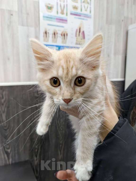 Кошки в Москве: рыжий котенок Луна ищет дом Девочка, Бесплатно - фото 1