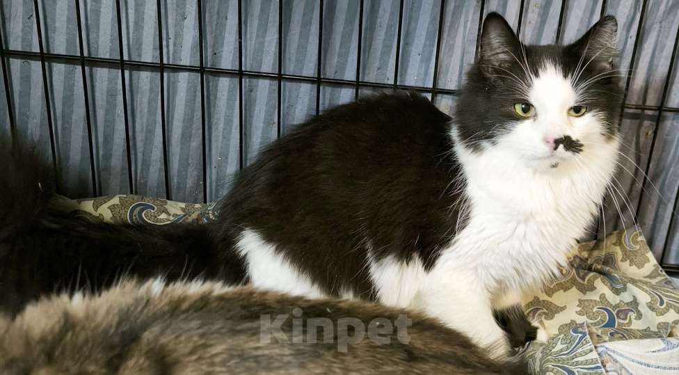 Кошки в Санкт-Петербурге: Ласковый, спокойный самый красивый котик Мальчик, 100 руб. - фото 3