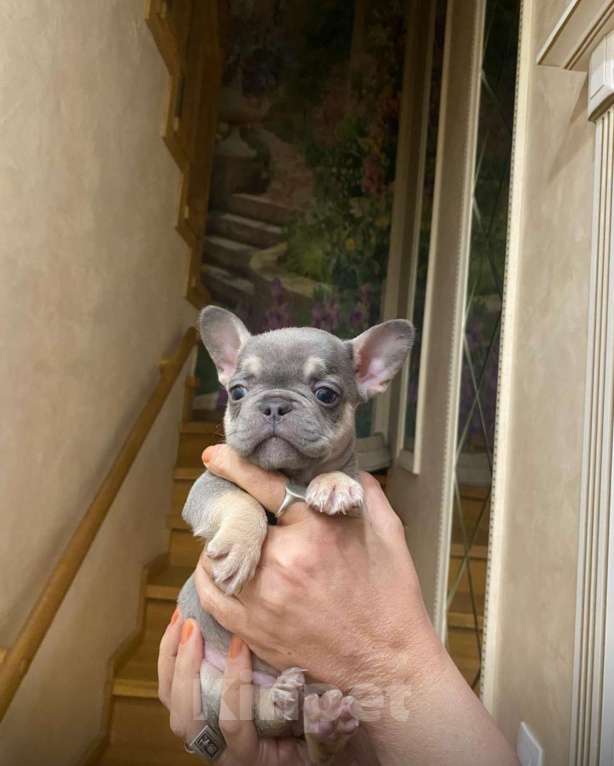 Собаки в других городах Московской области: Щенки французского бульдога  Девочка, 50 000 руб. - фото 3
