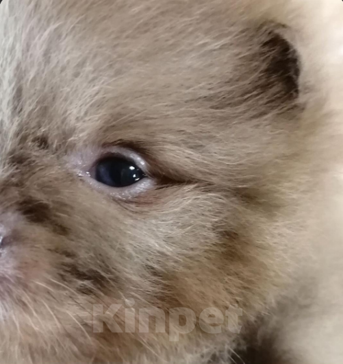 Собаки в Санкт-Петербурге: Шпиц девочка Девочка, 67 000 руб. - фото 2