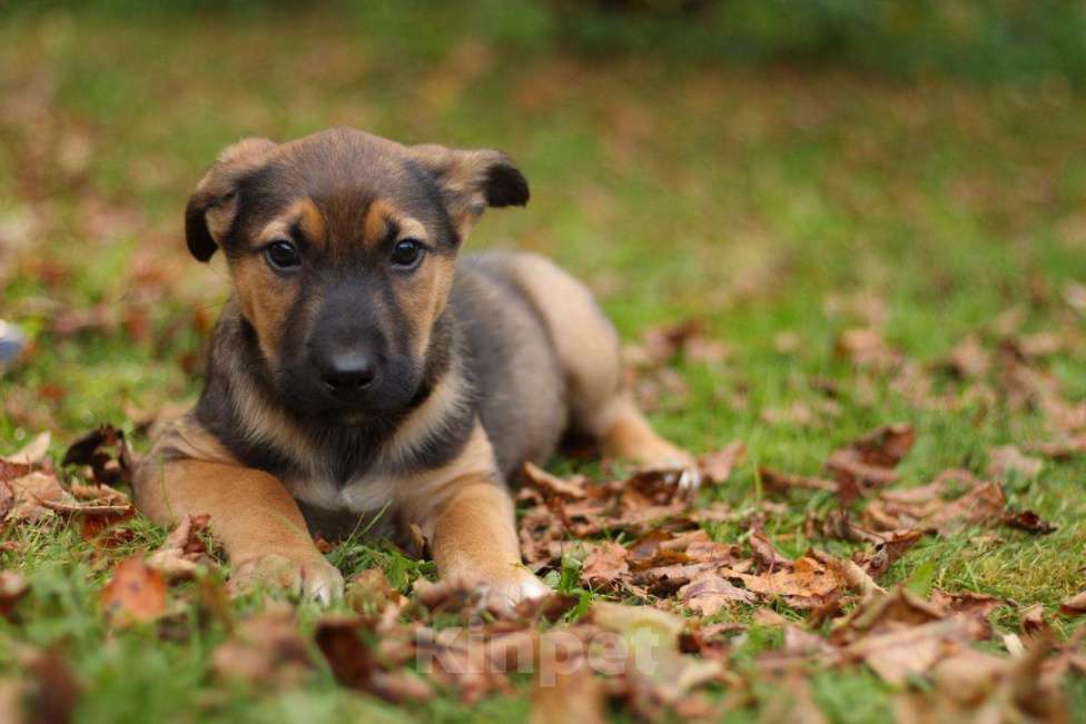 Собаки в других городах Московской области: Щенки в добрые руки Мальчик, Бесплатно - фото 2