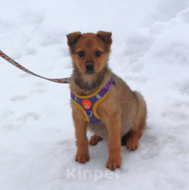 Собаки в Москве: Малышка Лиска ищет свою любимую семью ! Девочка, Бесплатно - фото 1