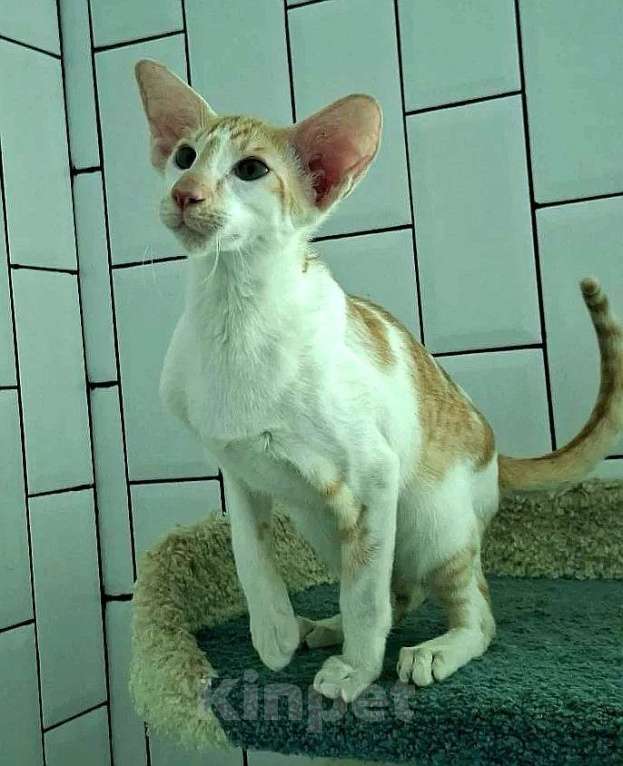 Кошки в Екатеринбурге: Ориентальный котенок Мальчик, Бесплатно - фото 1