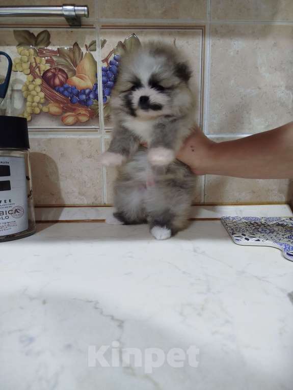 Собаки в Омске: Девчуля Девочка, Бесплатно - фото 5