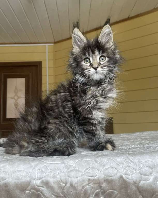 Кошки в Москве: Мейн-кун полидакт девчушка🔥 Девочка, 90 000 руб. - фото 3