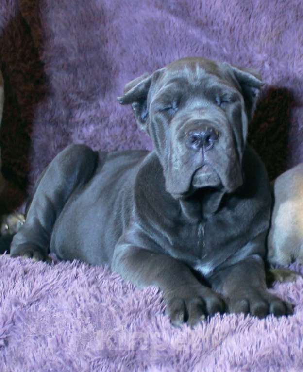 Собаки в Москве: Девочка кане корсо Голубого окраса. Девочка, 80 000 руб. - фото 6