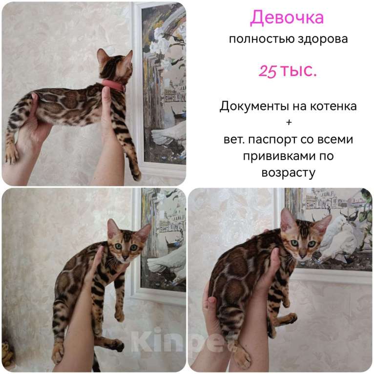 Кошки в Москве: Бенгальский котенок Девочка, 25 000 руб. - фото 1