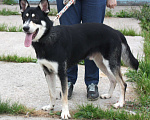 Собаки в Москве: Кекс в поисках своей родной семьи  Мальчик, Бесплатно - фото 7