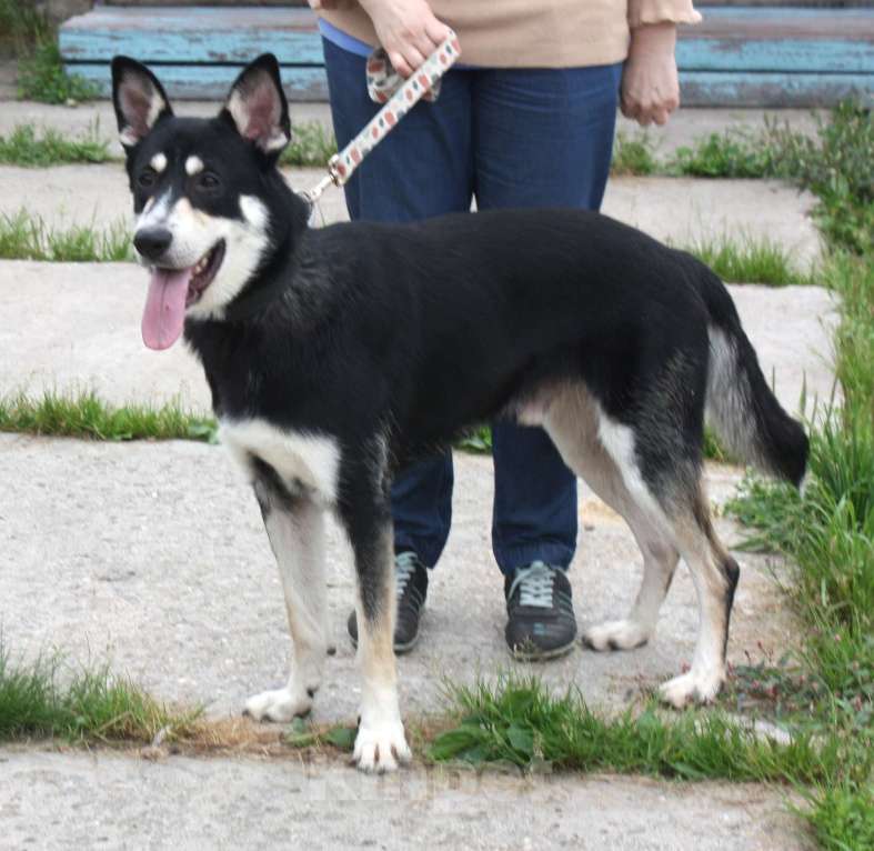 Собаки в Москве: Кекс в поисках своей родной семьи  Мальчик, Бесплатно - фото 7