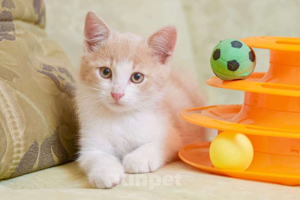 Кошки в Москве: Рыжий котенок Персик ищет дом Мальчик, 1 руб. - фото 1