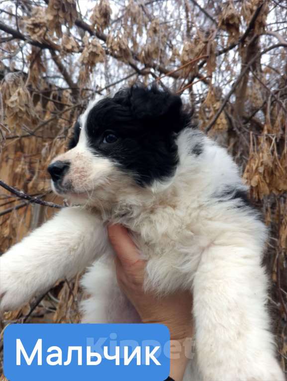 Собаки в Уварово: Пушистый щенок Мальчик, Бесплатно - фото 1
