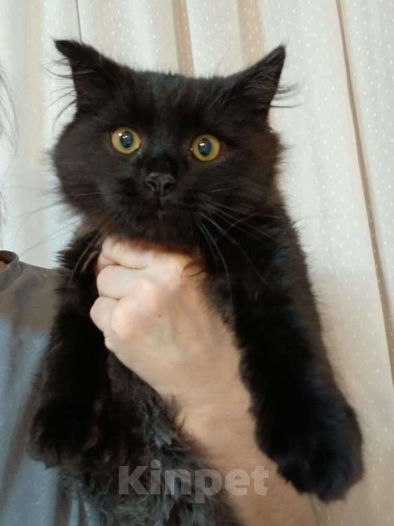 Кошки в Москве: котенок Мальчик, Бесплатно - фото 2