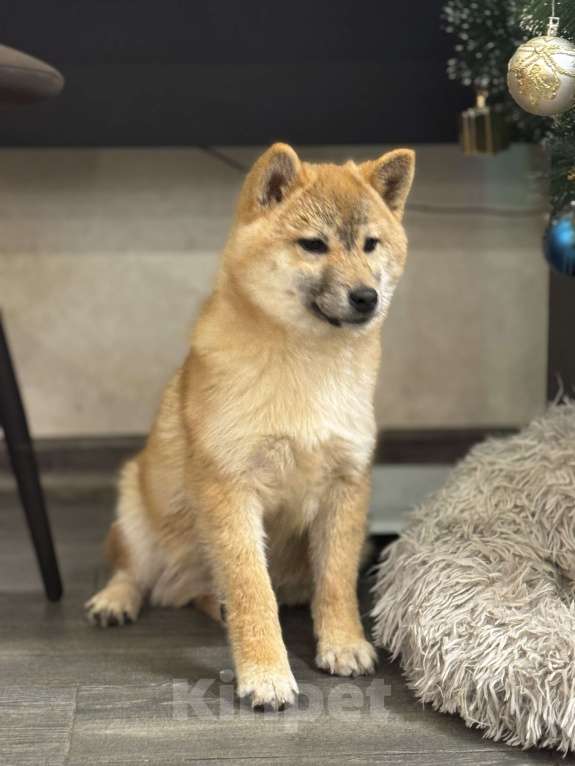 Собаки в Балашихе: Мальчик сиба ину Мальчик, 35 000 руб. - фото 5