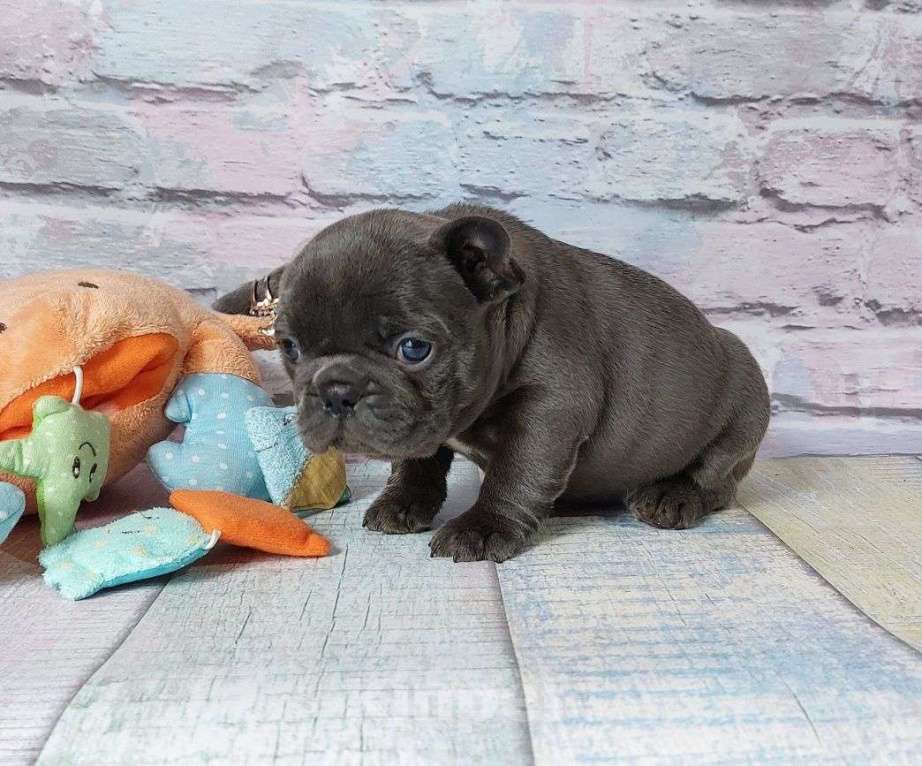 Собаки в Москве: Красивые  девочки и мальчик. Мальчик, 60 000 руб. - фото 3