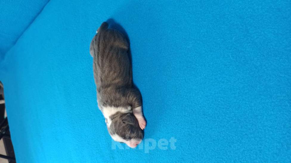 Собаки в Санкт-Петербурге: Кобель 2 Мальчик, Бесплатно - фото 3