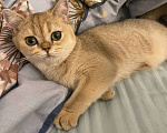 Кошки в Москве: Котенок золотистая шиншилла девочка 5месяцев Девочка, Бесплатно - фото 1