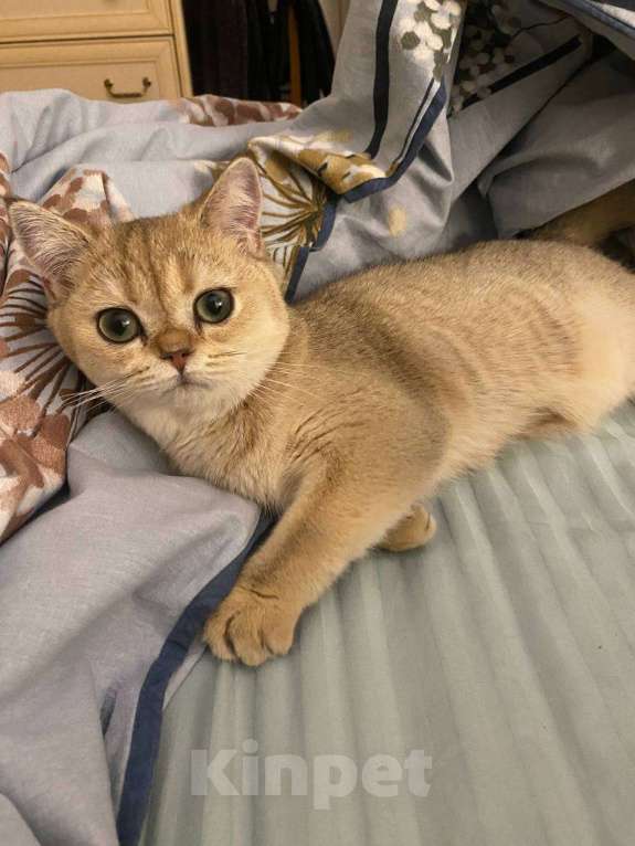 Кошки в Москве: Котенок золотистая шиншилла девочка 5месяцев Девочка, Бесплатно - фото 1