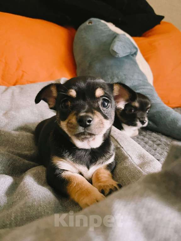 Собаки в Иваново: Щенок чихуахуа Мальчик, 12 500 руб. - фото 1