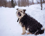 Собаки в Москве: Миниатюрный бородатик в добрые руки Мальчик, Бесплатно - фото 5