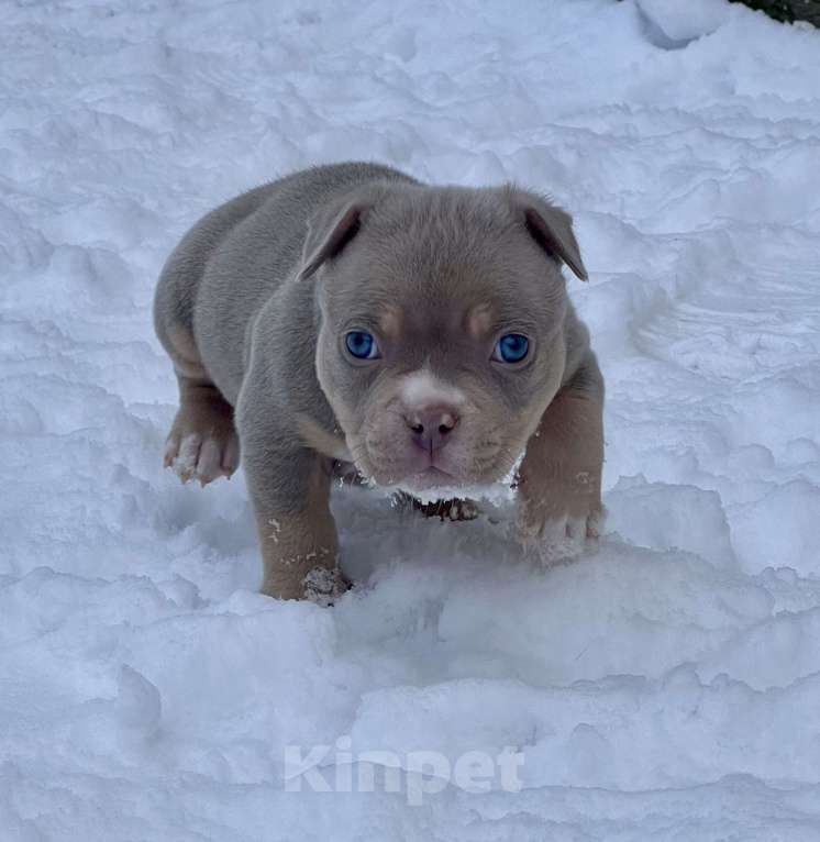 Собаки в Москве: Мальчик  Мальчик, 200 000 руб. - фото 2