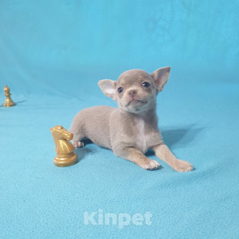 Собаки в Москве: Чихуахуа щенки  Мальчик, Бесплатно - фото 8