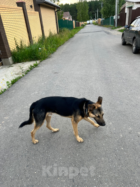 Собаки в Москве: Потеряшка Мальчик, Бесплатно - фото 3