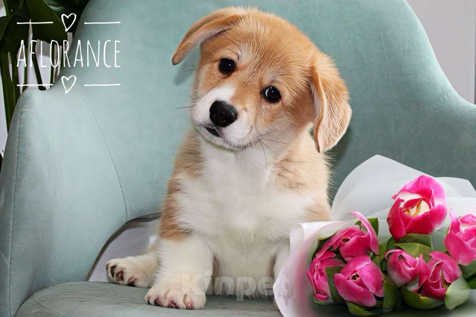 Собаки в Санкт-Петербурге: Щенок вельш-корги пемброк Девочка, 80 000 руб. - фото 3