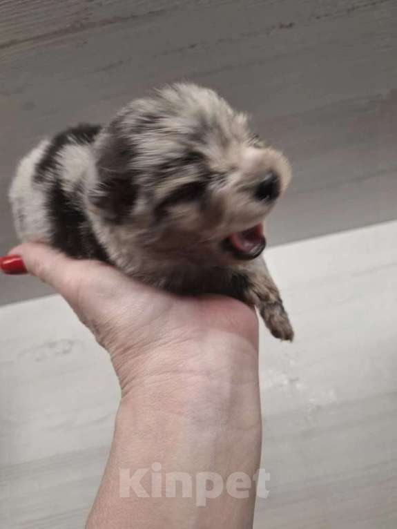 Собаки в Самаре: Минишпиц Мальчик, 85 000 руб. - фото 2