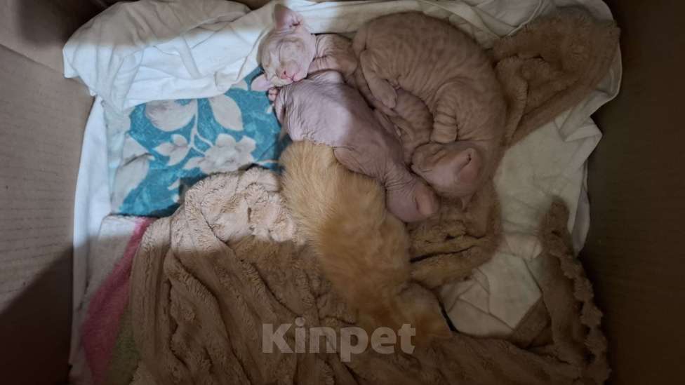 Кошки в Санкт-Петербурге: Котенок донского сфинкса Девочка, 15 000 руб. - фото 5