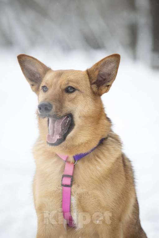 Собаки в Москве: Яркое солнышко Арика в поисках дома Девочка, Бесплатно - фото 5