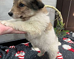 Собаки в Москве: Чудесная малышка Снежа ищет дом. В добрые руки. Девочка, Бесплатно - фото 8