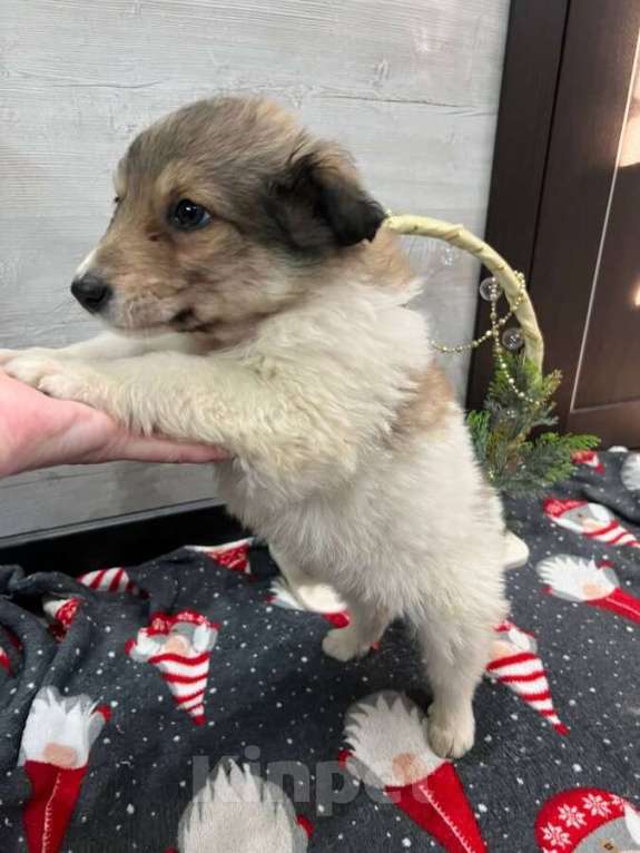 Собаки в Москве: Чудесная малышка Снежа ищет дом. В добрые руки. Девочка, Бесплатно - фото 8
