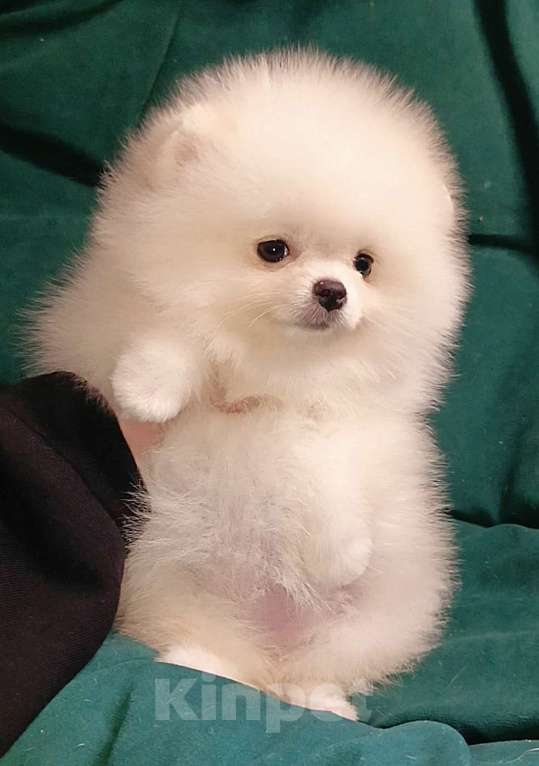 Собаки в Москве: Померанский шпиц, кремовая мини девочка Девочка, 27 000 руб. - фото 3