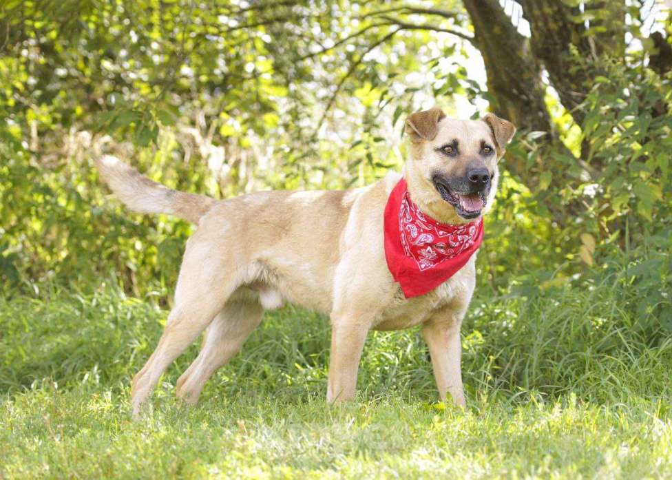 Собаки в других городах Московской области: Красавчик Джек Мальчик, Бесплатно - фото 3