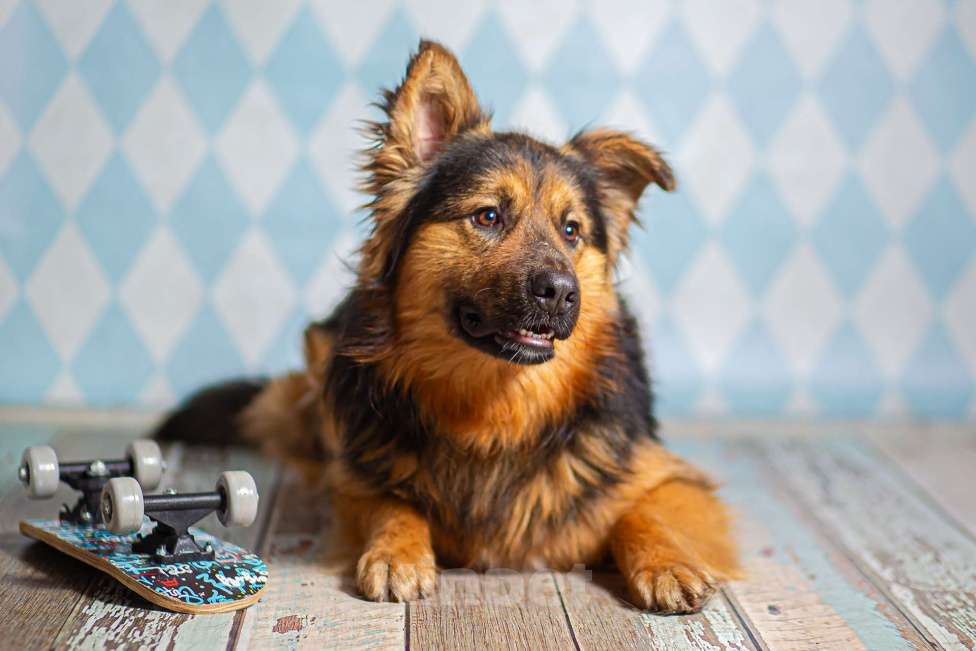 Собаки в Москве: Пушистый большой добряк Большой в добрые руки Мальчик, 1 руб. - фото 2