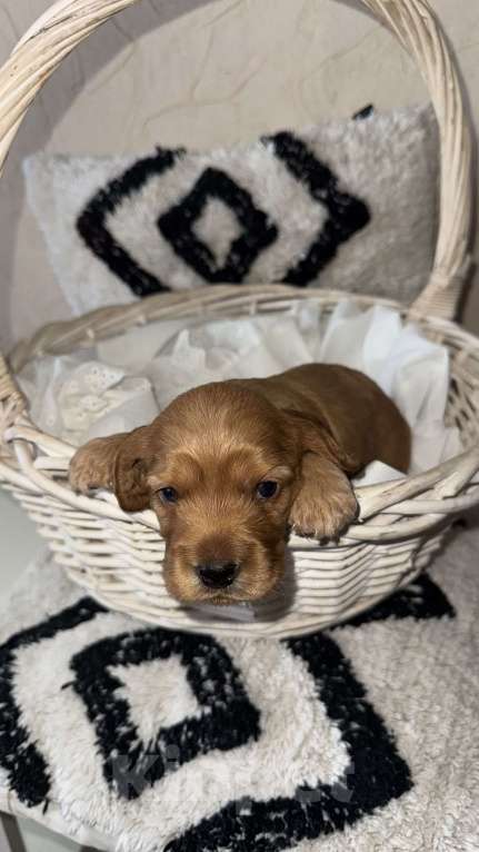 Собаки в Оренбурге: Мальчик - самый темный  Мальчик, 25 000 руб. - фото 4