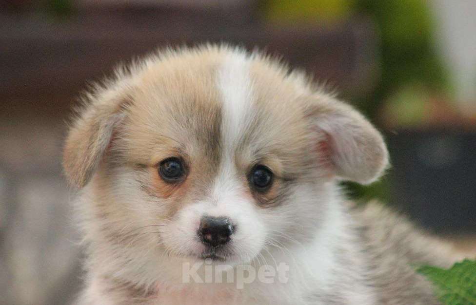 Собаки в других городах Краснодарского края: Принцесса Леди Ди корги щенок Девочка, 95 000 руб. - фото 5