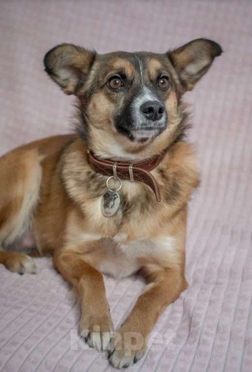 Собаки в Москве: Небольшая собачка в добрые руки Девочка, Бесплатно - фото 4