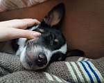 Собаки в Уфе: Срочно собака в добрые руки Мальчик, Бесплатно - фото 4