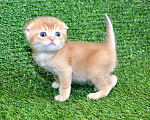 Кошки в Сургуте: Шотландский вислоухий котёнок золотая шиншилла Мальчик, 35 000 руб. - фото 1