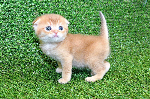 Объявление: Шотландский вислоухий котёнок золотая шиншилла, 35 000 руб., Сургут