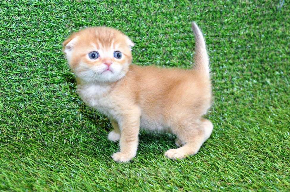 Кошки в Сургуте: Шотландский вислоухий котёнок золотая шиншилла Мальчик, 35 000 руб. - фото 1