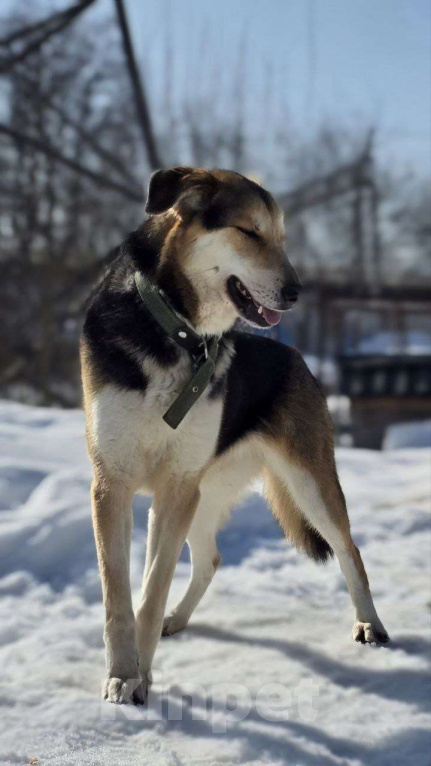 Собаки в Королеве: Нежная Лаура ждет свою семью Девочка, Бесплатно - фото 1