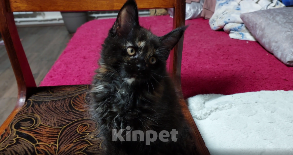 Кошки в Сургуте: Котёнок породы Мейн-кун с метрикой и вет. паспортом Девочка, 15 000 руб. - фото 3