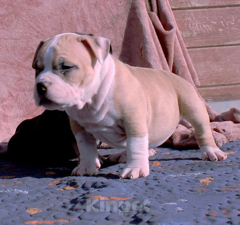 Собаки в Канске: булли-дети Мальчик, 70 000 руб. - фото 5