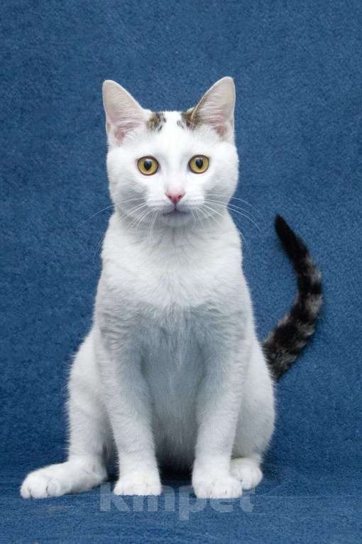 Кошки в Москве: Добрые сердца, прочтите про котенка Фикуса до конца Мальчик, 1 руб. - фото 5