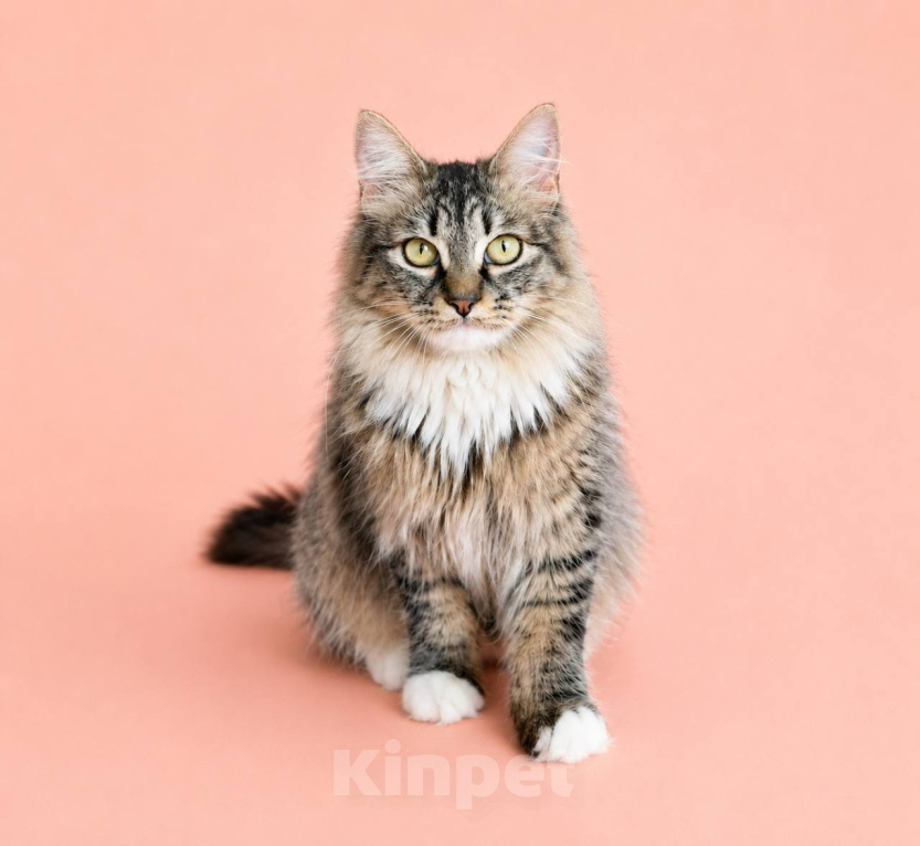 Кошки в Москве: Кошечка Лаванда ищет дом! Девочка, Бесплатно - фото 2