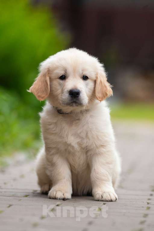 Собаки в Петрозаводске: Щенок Золотистого ретривера  Мальчик, 80 000 руб. - фото 4