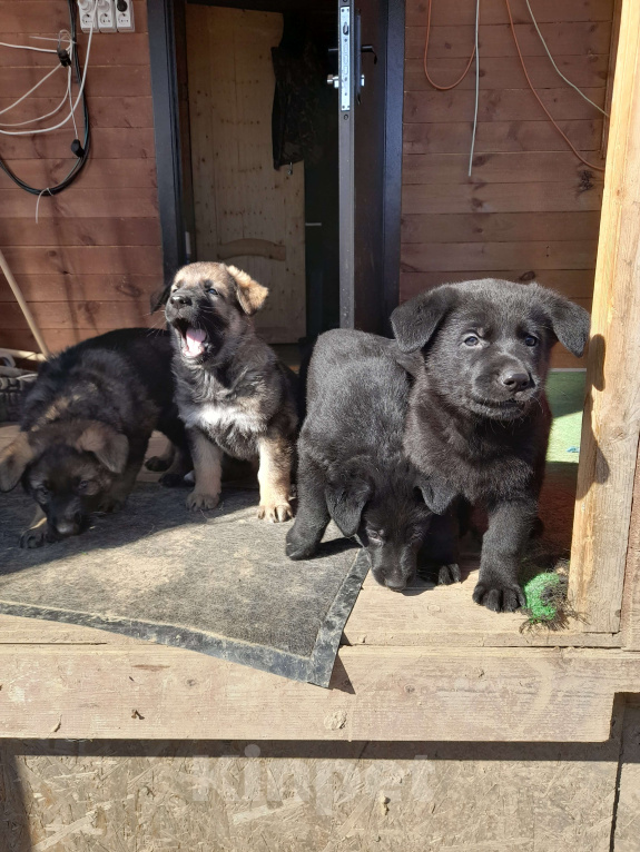Собаки в других городах Московской области: Щенок немецкой овчарки Девочка, 10 000 руб. - фото 2