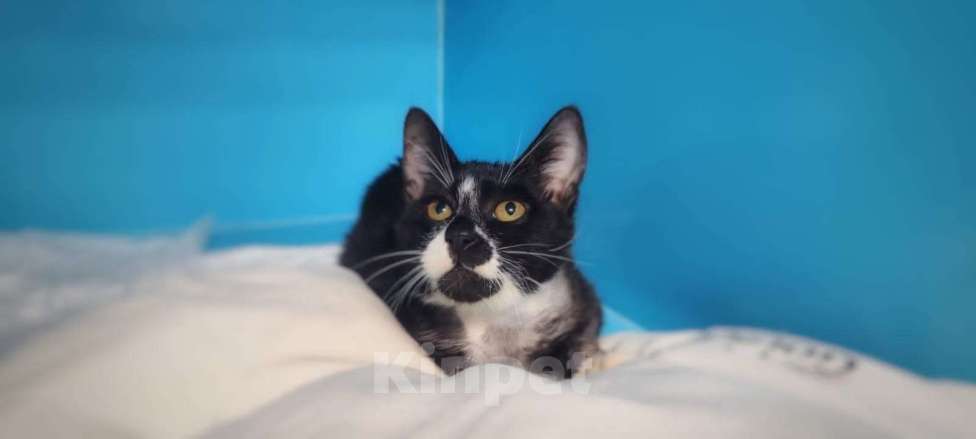 Кошки в Москве: Малыш Ронни пережил столько ужасов и никак не найдет дом Мальчик, Бесплатно - фото 2